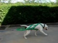 American Bulldog Ice beim Weight Pull training American Bulldog Ice beim Weight Pull training