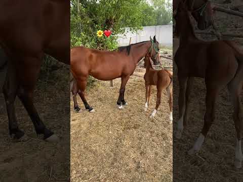 new baby born mashaAllah ❤️🩶🌼 #horse