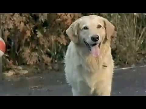 Thumb of Air Bud: Golden Receiver video