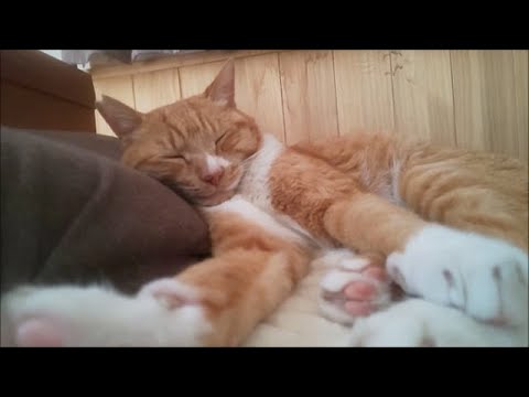 猫のお昼寝に添い寝したら可愛すぎて癒された！