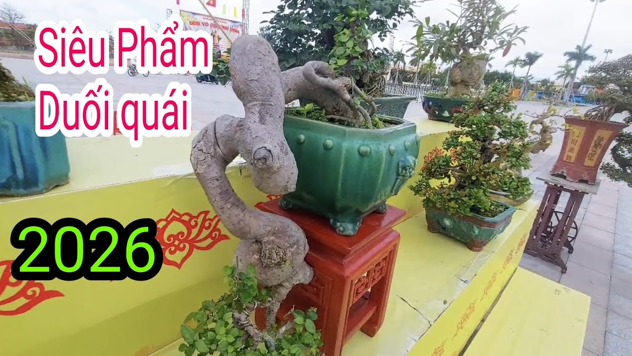 Duối quái siêu đẹp tại Triển lãm SVC Tây Sơn, Gia Lai 2026