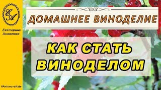 Домашнее вино это просто? Как я стала виноделом.