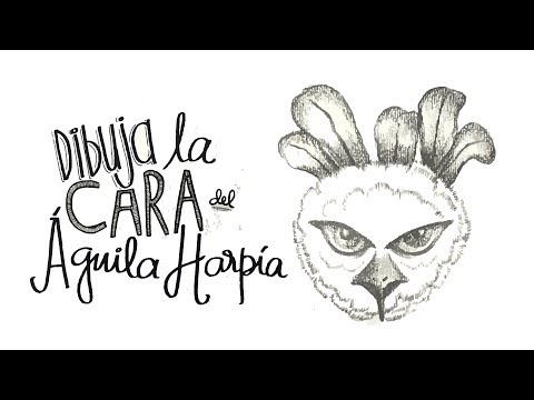 Aprende a dibujar un águila harpía | La Prensa Panamá