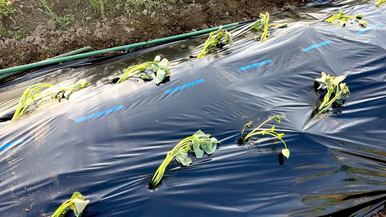 サツマイモの栽培方法】収穫量が2倍になる⁉さつまいも苗を植える前に