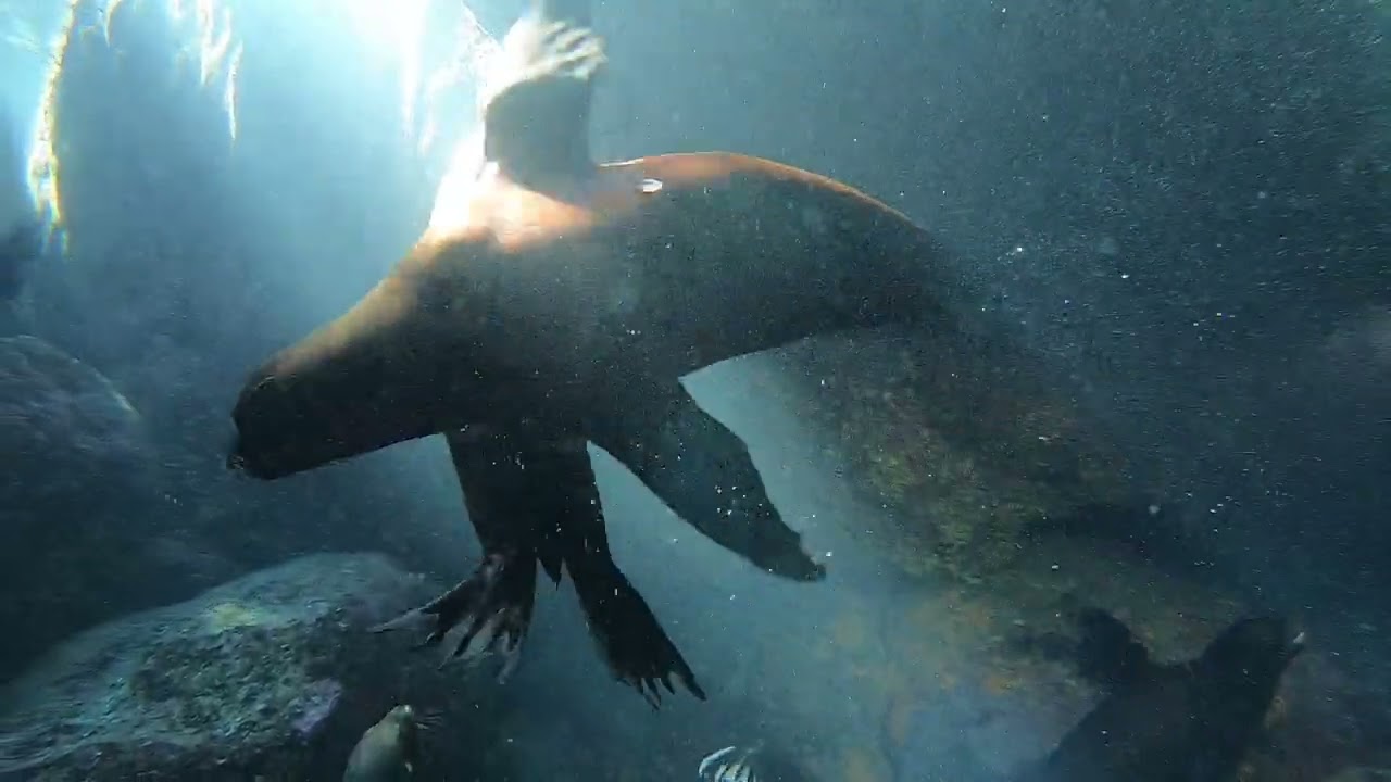 ⁣Sea Lion | Diving in La Paz Island, Mexico | Valentina Liveaboard