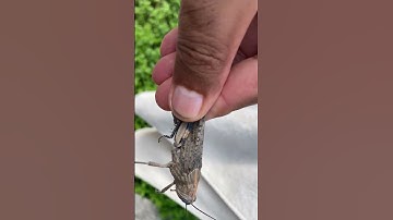 A big Grasshopper like Locust