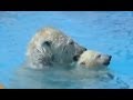 ホッキョクグマ ララとアイラの楽しい日々~Polar Bear&#39;s Happy Memories