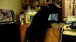 Cat & digital picture frames by thetinar 56 views 15 years ago 41 seconds