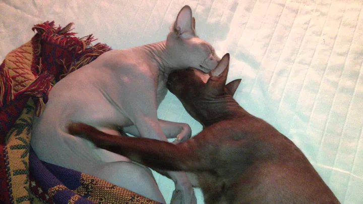 Watch the video about One hairless cat kneads another...