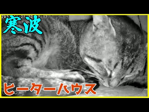 ヒーターハウスで大寒波を乗り切る外クロちゃんとキジトラ猫ちゃん