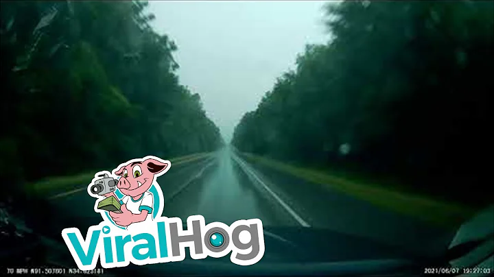 Tree Falls over Slick Highway || ViralHog