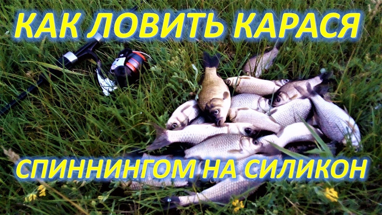 на что ловить карася плотву