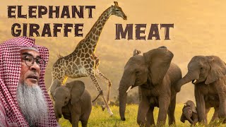 Is it permissible to eat Elephant & Giraffe meat? #islam #islamic #quran #allah assim al hakeem