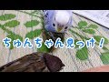 遊んでいる途中でちゅんちゃんを見つけてしまったポコちゃん