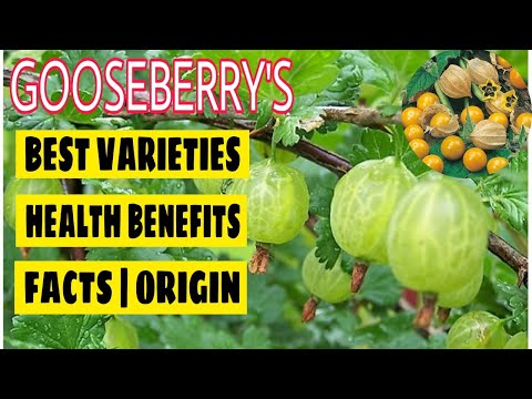 Video: Black gooseberries: popular varieties and uses