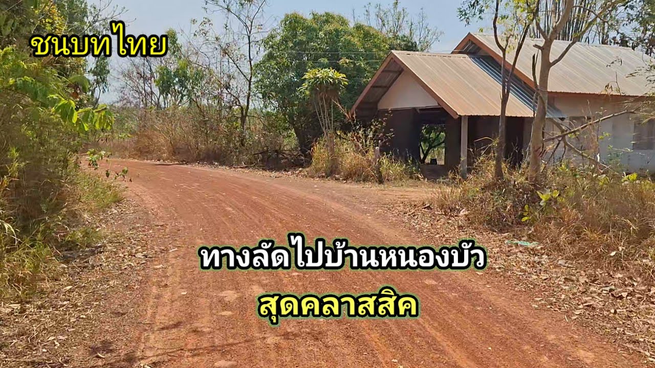 ทางลัดไปบ้านหนองบัว ตำบลพะลาน อำเภอนาตาลจังหวัดอุบลราชธานี #travel #ชนบทไทย