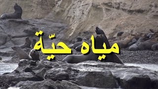 LIVING WATERS Arabic