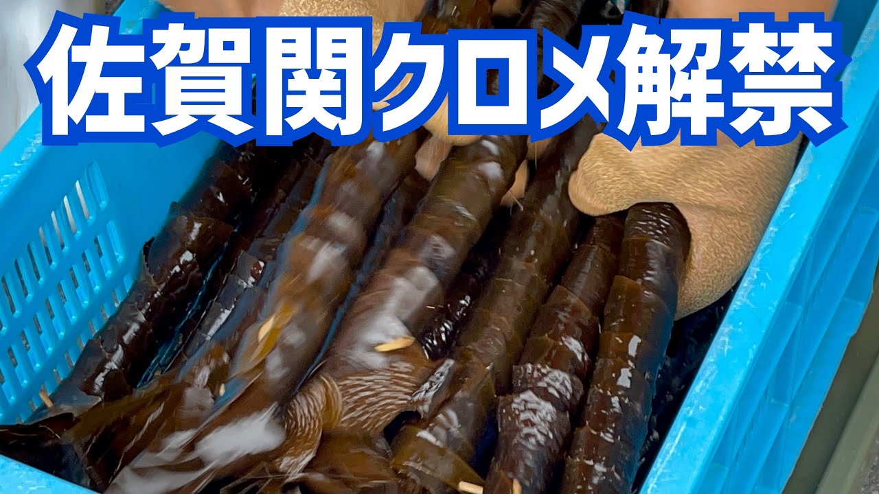 令和5年佐賀関のクロメ解禁‼️ - YouTube