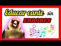 ✅ EDUCAR CANTO DEL JILGUERO SIN ERRORES. INICIACION SILVESTRES. ERRORES COMUNES. EDUCAR VERDERON. 🔊🐦