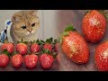Candied Strawberry Recipe (Tanghulu Candied Fruit) - フルーツキャンディ