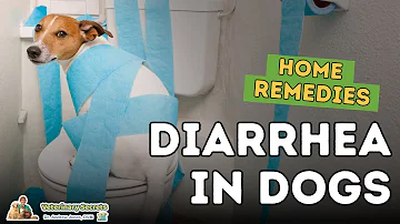 What can you give a dog for diarrhea?