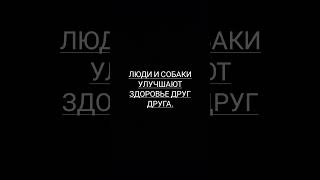 Факт про собак №25#shorts