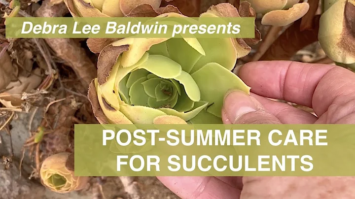 Post-Summer Care for Succulents - DayDayNews