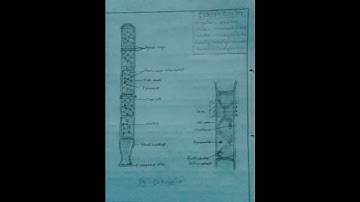 B.SC 1st year # Oedogonium # Botany practical