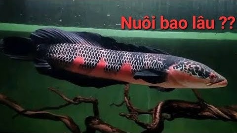 Quá trình phát triển của cá lóc Vảy Rồng Đỏ Như thế nào ??  Red Pangkalabun / Red Barito