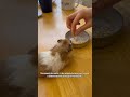 Meet Coffee | 我們家的可愛倉鼠🐹