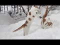 Cats Gone Crazy in 15 Inches of Snow (40 cm)