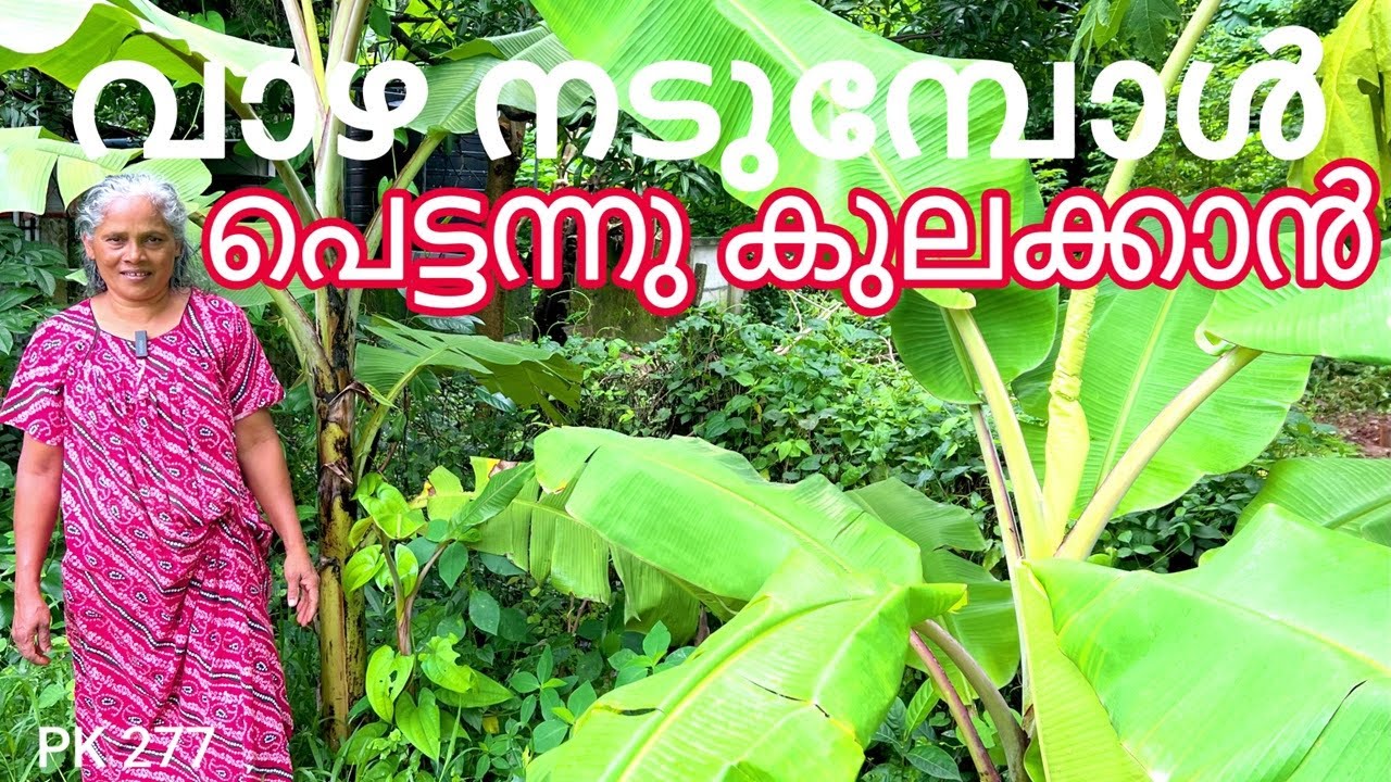 The Secrets of Banana quick Harvesting and fertilizing || Banana plantation || #food #kitchen