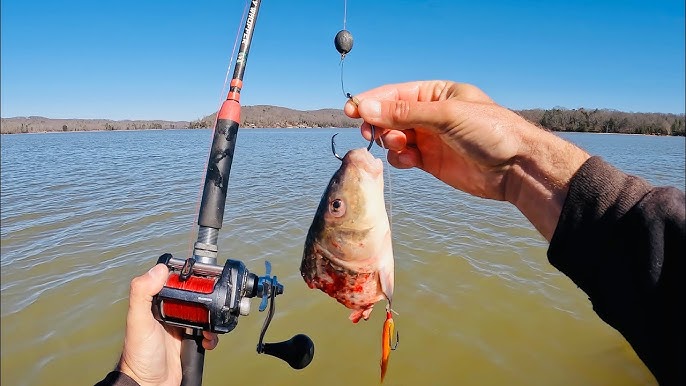 Largemouth Bass for Catfish Bait????? 