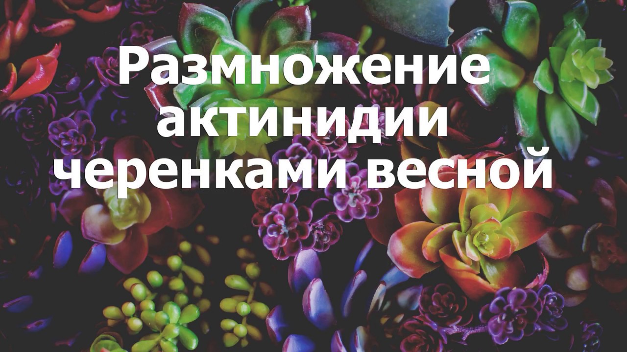 Калина размножение черенками весной