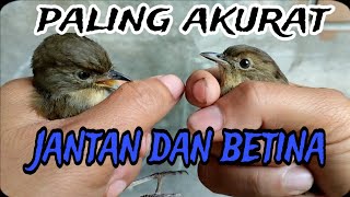 cara bedain burung flamboyan jantan dan betina