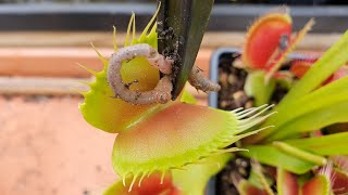 Venus Flytrap forms air-tight seal around worm before eating it