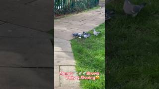 pigeon shows unity and sharing #shorts