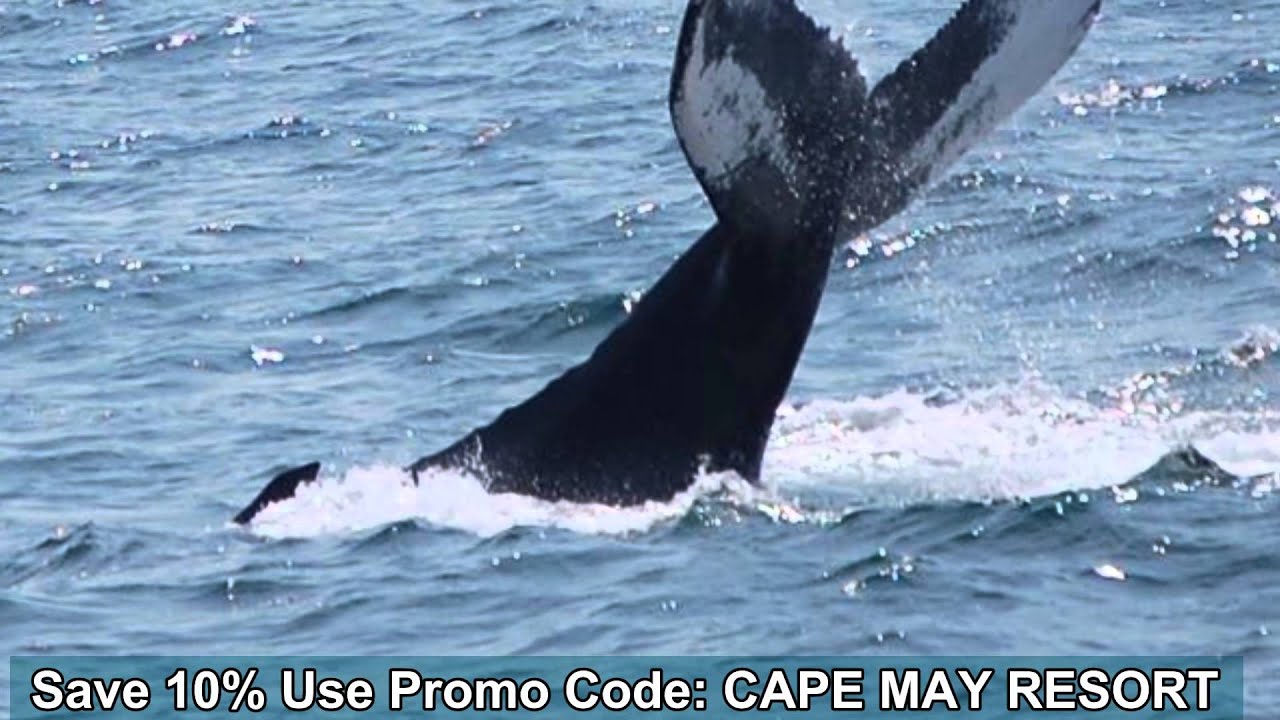 Cape cod whale watching discount coupons