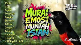 KRETEKAN MURAI BATU GACOR FULL ISIAN PANCING EMOSI!! (MASTERAN   TERAPI AIR)