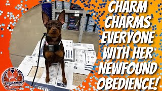 Chattanooga Dog Trainers - Charm Charms Everyone With Her Newfound Obedience! by Off Leash K9 Training of the South 20 views 3 weeks ago 5 minutes, 59 seconds