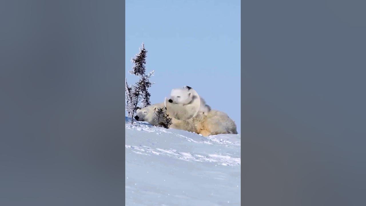 Белый медвежонок. Маленький медвежонок ложится спать. Братец медвежонок ...