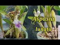 Aspasia lunata первое домашнее цветение.