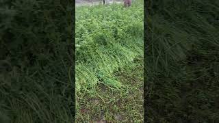 brush cutter ki live video ??(1)