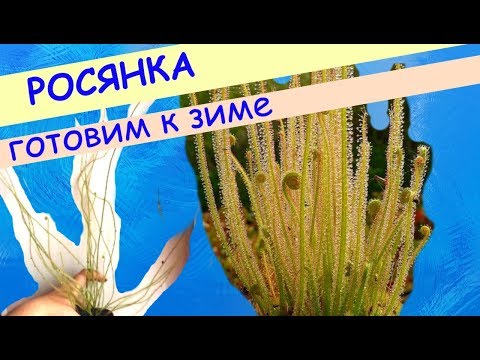 Росянка нитевидная (Drosera filiformis) готовим к зиме