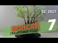 Гранатовая роща  Бонсай Часть 7 | Февраль 2021