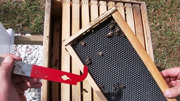 First hive inspection after installing part 2