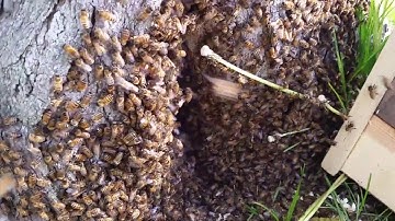 Forced abscond ( yapscond)