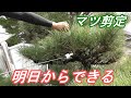 明日からできる松の剪定【DIY】