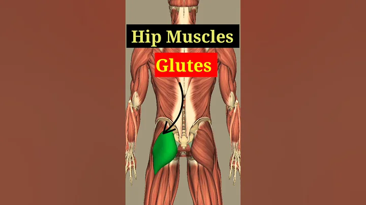 Gluteal Muscles #3d #shortvideo #shorts #animation #anatomy