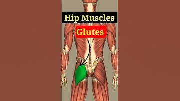 Gluteal Muscles #3d #shortvideo #shorts #animation #anatomy